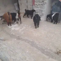 توشک|حیوانات مزرعه|نورآباد, |دیوار