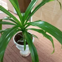 گل ذرتی طبیعی