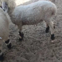 بره چاق و چلبک|حیوانات مزرعه|زابل, |دیوار