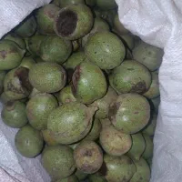 گردو تازه