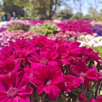 مترجم زبان ترکی استانبولی(ترکی به فارسی و بالعکس)