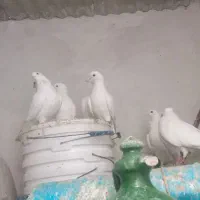 کفتر|پرنده|تبریز, |دیوار