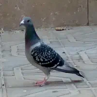 جفت شهپر پولک وپولک