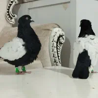 کله سفید کاکول وچپ وراست وسینه سیاه|پرنده|شادمهر, |دیوار