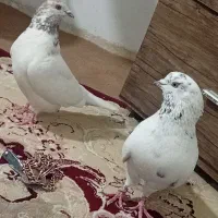 محمد محمدی|پرنده|اصفهان, ارزنان|دیوار