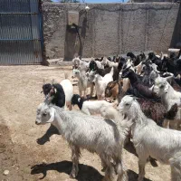 ۷۰ راس بز ۷۰ راس کهره
