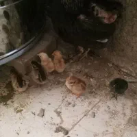 جوجه مرغ وخروس گلین ومحلی اصل