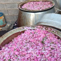 گلاب و عرقیات