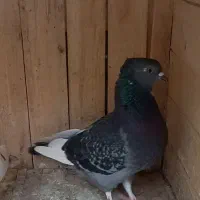 کبوتر ماده زرهی