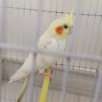 عروس هلندی زیبا