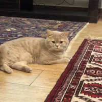 گربه نر بریتیش جهت جفت گیری