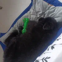 واگذاری یک قلاده ژرمن