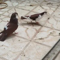 کفتر امری نر کاکل ماده شاخی