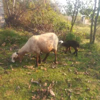 گوسفند داشتی با بره نر|حیوانات مزرعه|شیرگاه, |دیوار