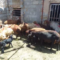 میش وبره