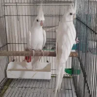 عروس هلندی سالنی