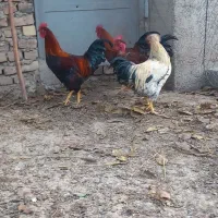 خروس|حیوانات مزرعه|الوند, |دیوار