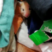 همستر|موش و خرگوش|گرگان, |دیوار