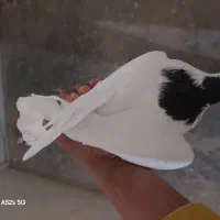 کبوتر|پرنده|قائن, |دیوار