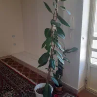 فروش گل|گل و گیاه طبیعی|کوهدشت, |دیوار