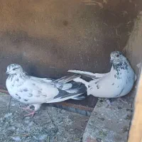 کبوتر . پلاکی .طوقی .سوسکی .|پرنده|فریدونشهر, |دیوار