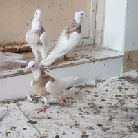 ۴ عدد طوقی|پرنده|شادگان, |دیوار