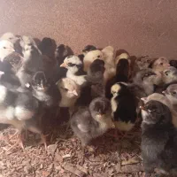 جوجه مرغ و خروس گلین لری اصیل چندروزه کیفیت بالا|حیوانات مزرعه|قم, نیروگاه|دیوار