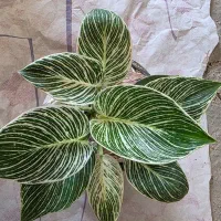 گل و گیاه اپارتمانی|گل و گیاه طبیعی|گلبهار, شهر جدید گلبهار|دیوار