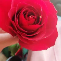 گریم و شینیون