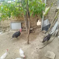 بوقلمون