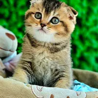 بهترین گربه ها در اصفهان