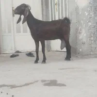 بز نجدی مضرع ابستن