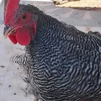 خروس تازه بالغ پلیموت راک
