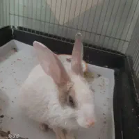 خرگوش