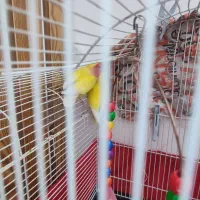 طوطی برزیلی