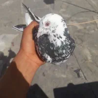 کبوتر کفتر سرور نر عطیقه