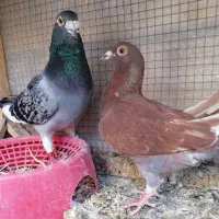 نروماده پلاکی