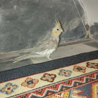 عروس هلندی نروماده
