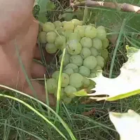 انواع نهال مرکبات و نخل