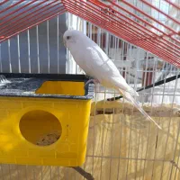 مرغ عشق|پرنده|سنندج, |دیوار