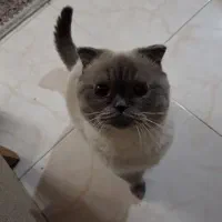 پت خونگی|گربه|شاندیز, |دیوار