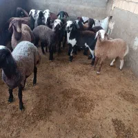 گوسفندجوان