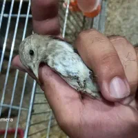 فروش سهره|پرنده|اصفهان, پرتمان|دیوار