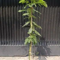 نهال آووکادو|گل و گیاه طبیعی|چابکسر, |دیوار