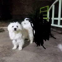 شیتزو|سگ|کازرون, |دیوار