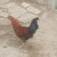 خروس|حیوانات مزرعه|نقده, |دیوار