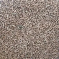 گندم|خوردنی و آشامیدنی|قوچان, |دیوار