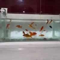 شیشه آکواریوم سالم.درحدنو