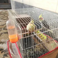 عروس هلندی مولد|پرنده|بجستان, |دیوار