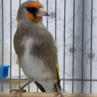 سهره